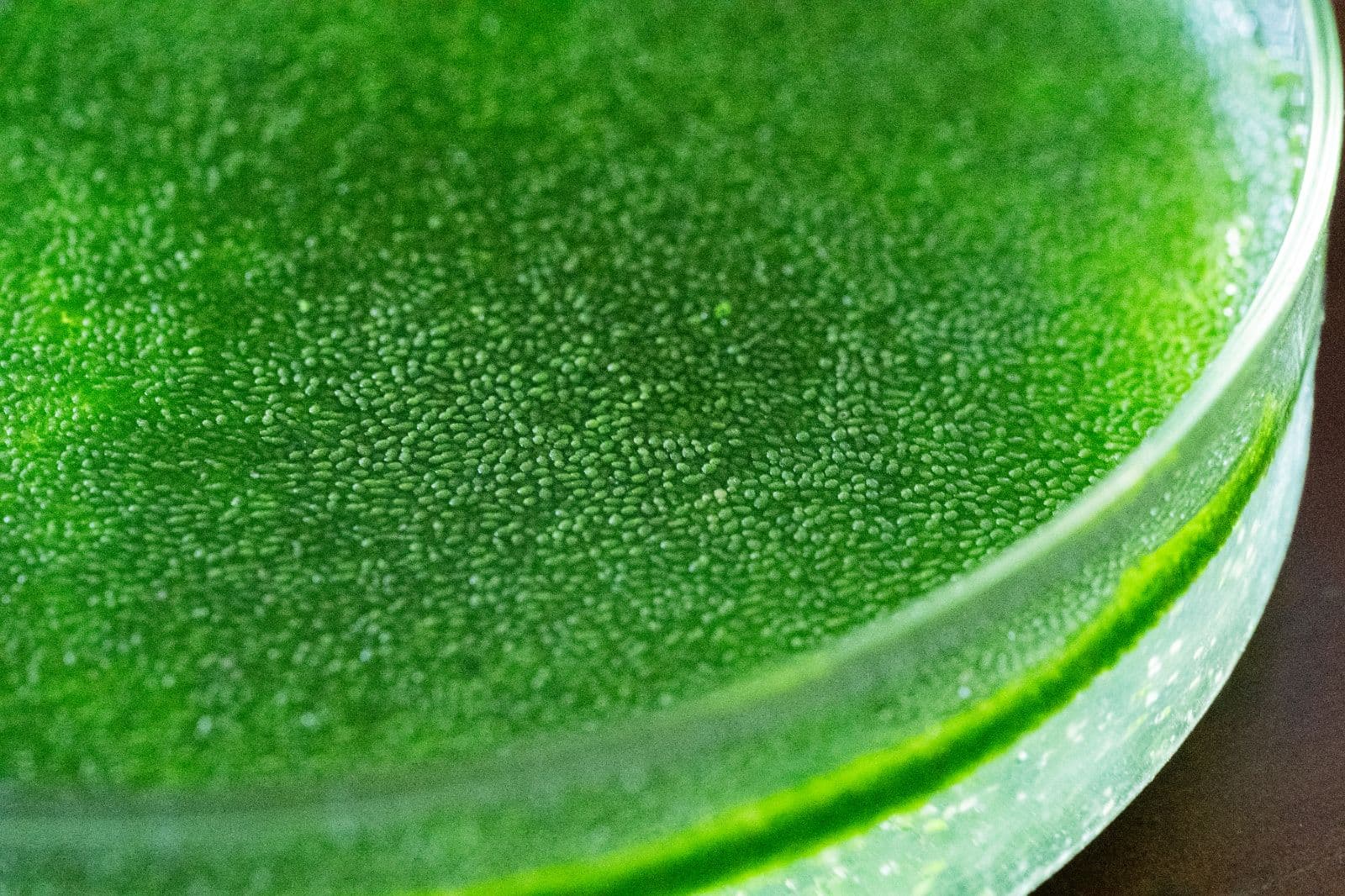 Duckweed cultivation ponds