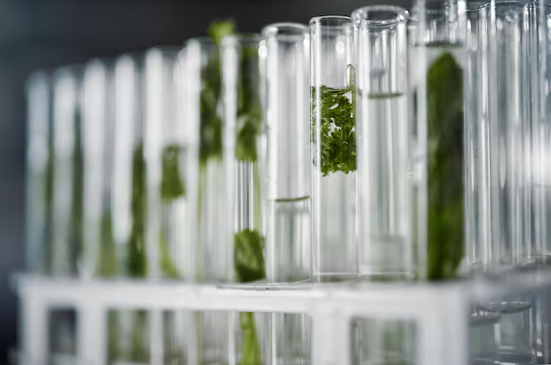 Duckweed cultivation ponds